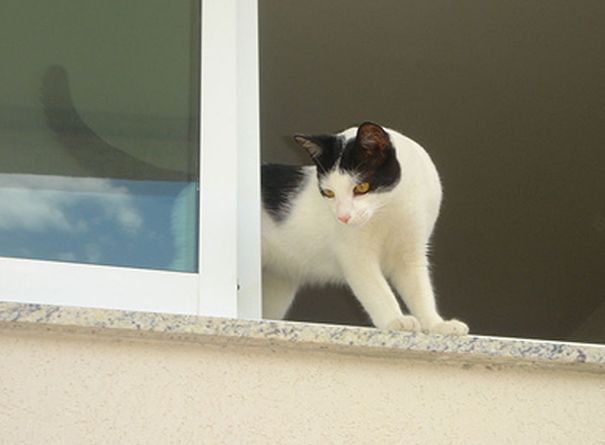 Gatos adoram ficar no parapeito das janelas olhando pra fora.