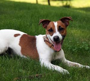 Raça Jack Russel Terrier