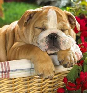 Raça Bulldog Inglês