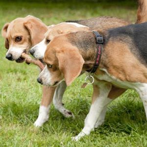 Beagle Harrier