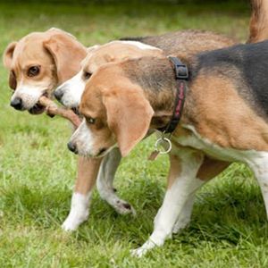 Beagle Harrier