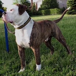 Raça Bulldog Americano