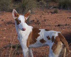 Raça Ibizan Hound