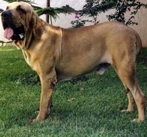 Raça Fila Brasileiro