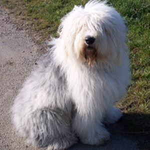 Raça Bobtail