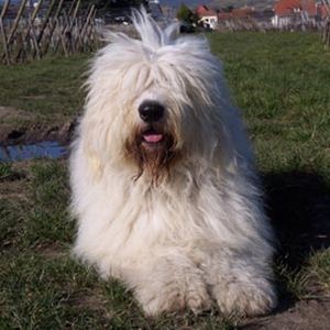 Raça Bobtail