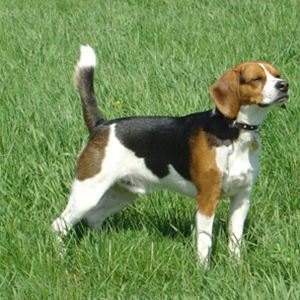 Beagle