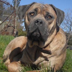 Raça Cane Corso