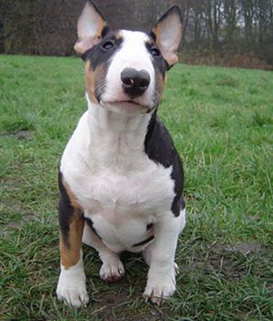 Raça Bull Terrier Inglês