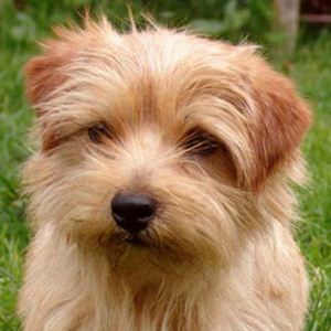 Raça Norfolk Terrier