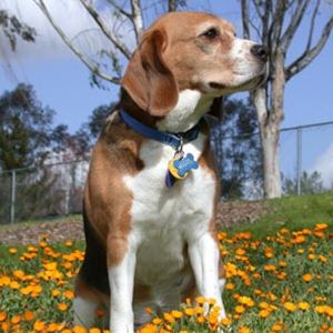 Beagle Harrier