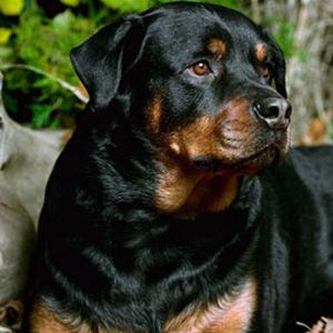 Raça Rottweiler