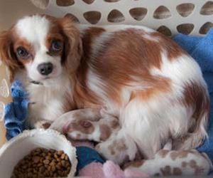 Raça Cavalier King Charles Spaniel