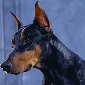 Raça Doberman