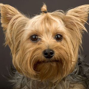 Raça Yorkshire Terrier