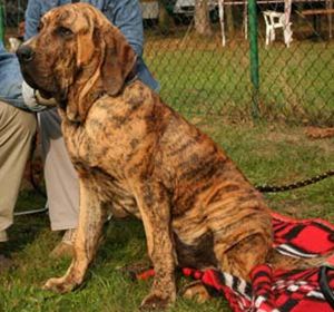 Raça Fila Brasileiro