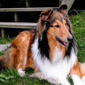 Raça Collie