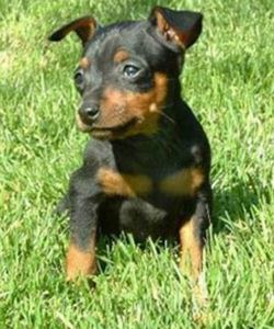 Raça Pinscher Anão