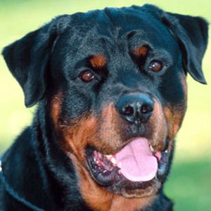 Raça Rottweiler