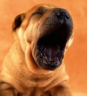 Raça Shar Pei