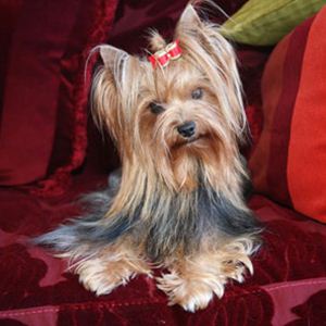 Raça Yorkshire Terrier