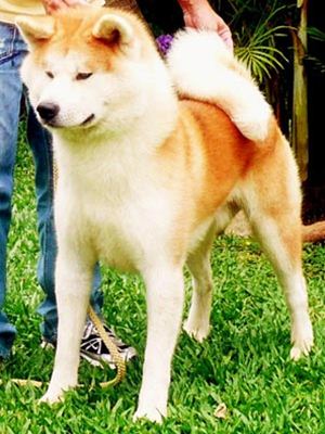 Akita Inu