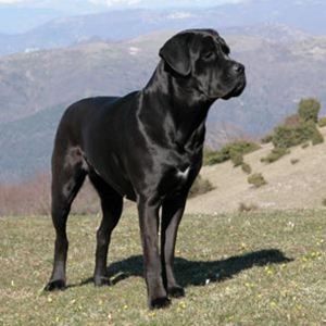 Raça Cane Corso