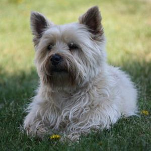 Raça Cairn Terrier