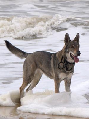 Raça Cão Lobo Checoslovaco