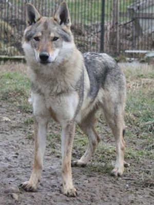 Raça Cão Lobo Checoslovaco