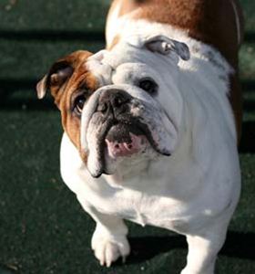 Raça Bulldog Inglês
