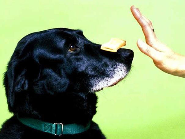 Cães de qualquer idade são capazes de aprender.